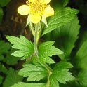 Geum urbanum